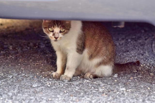 車の下の猫