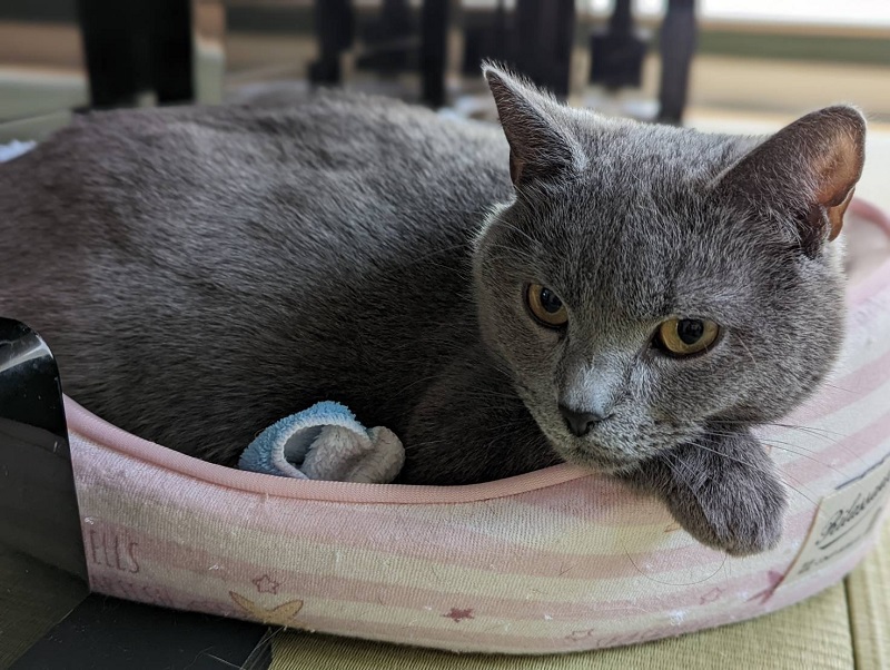 猫ベッドでくつろぐ猫