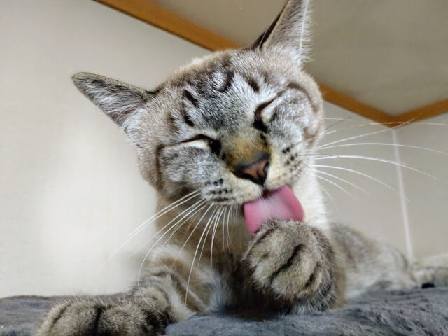 毛繕いする猫