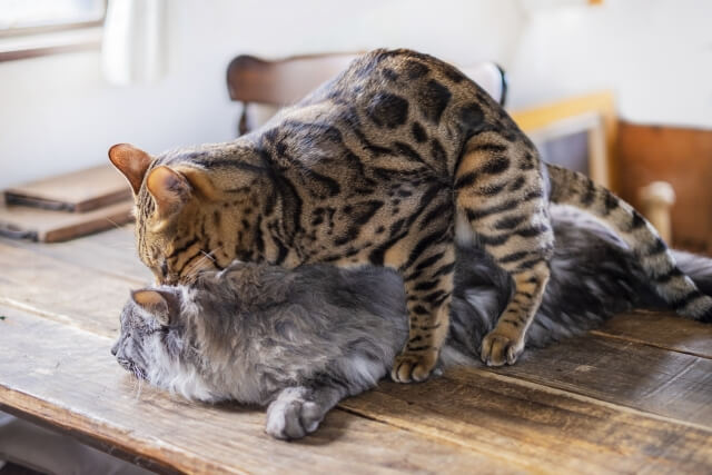 猫のマウンティング