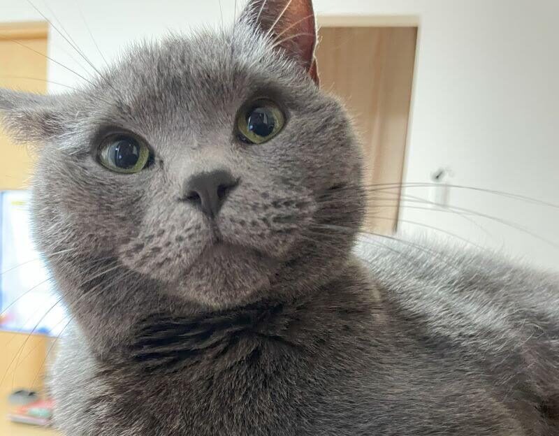 テーブルの上でくつろぐ猫