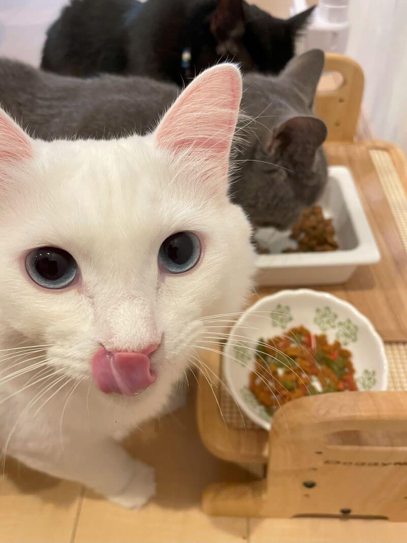 食事の合間のカメラ目線の猫
