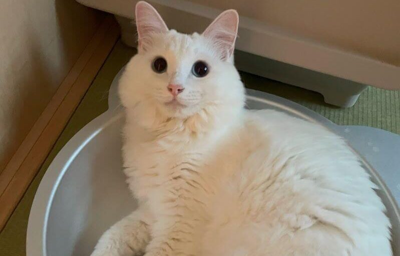 猫鍋でくつろぐ白猫