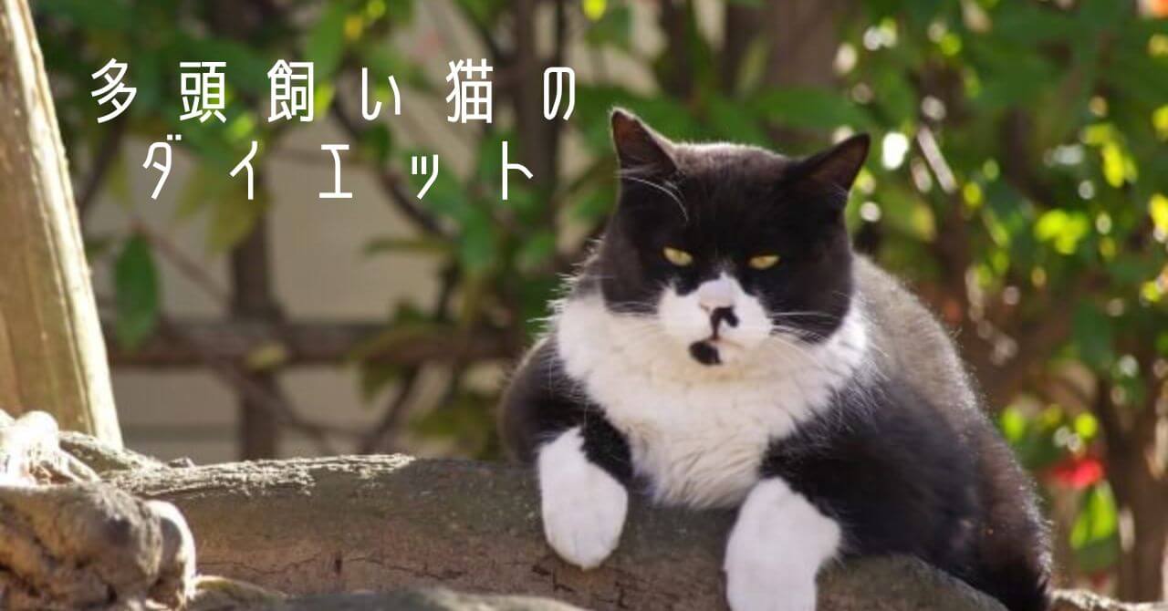 ぽっちゃりした野良猫