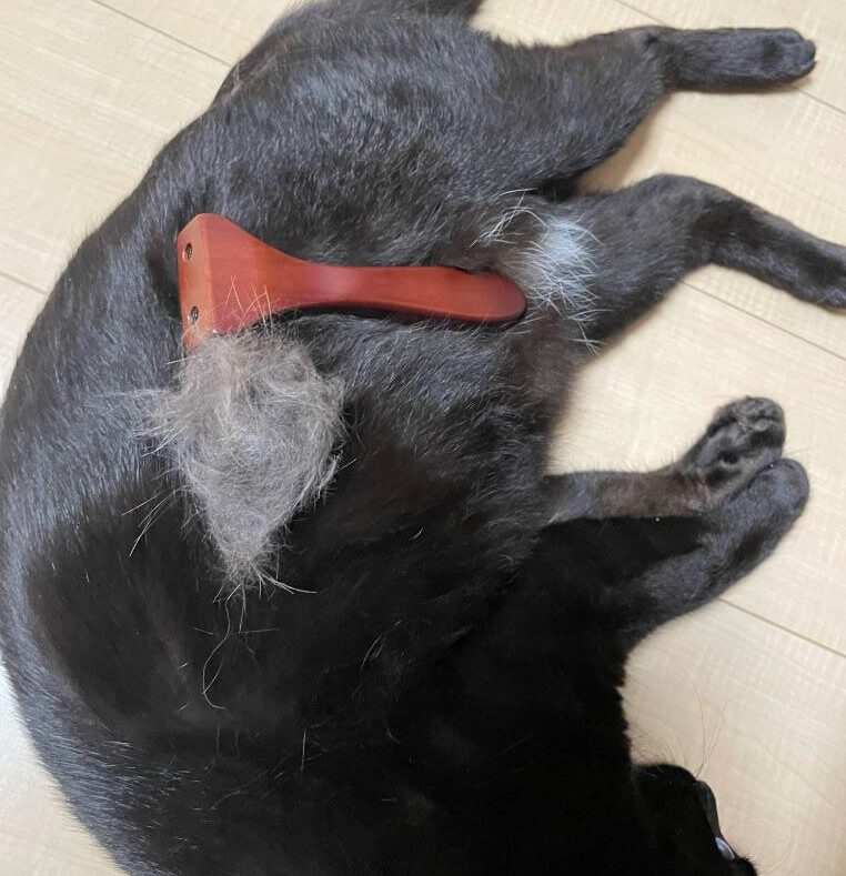 ブラッシング後の猫