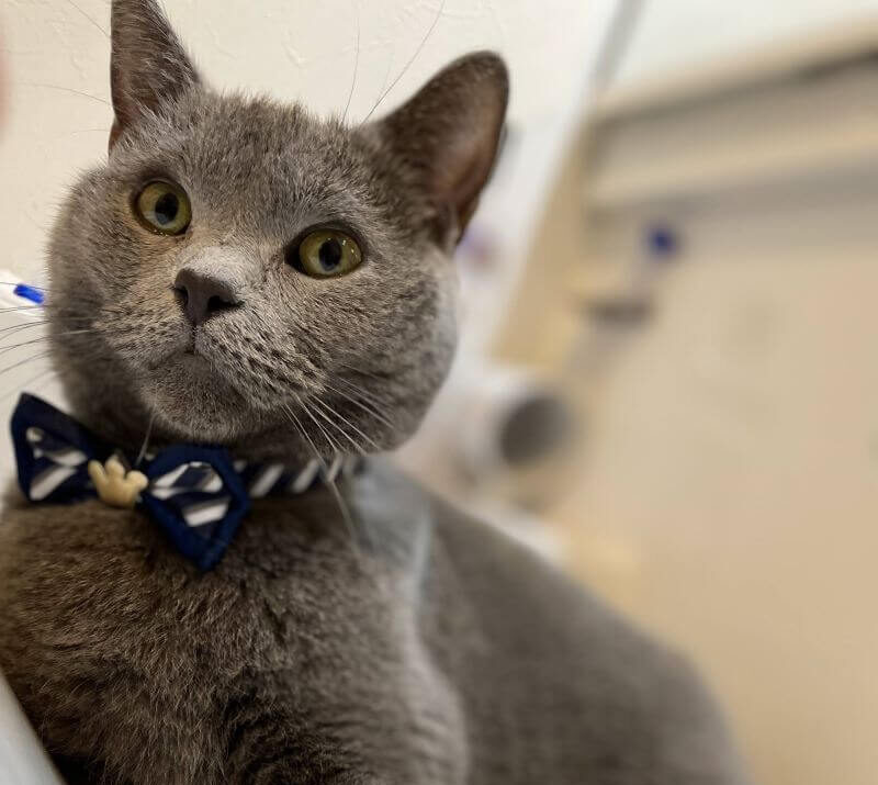 洗面台を占領するシャリュトリュー