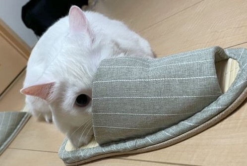 スリッパに隠れて狙う白猫