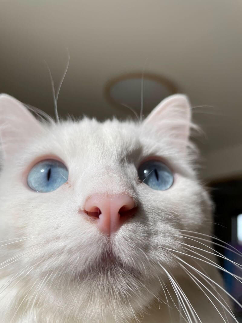 白猫のピンクの鼻