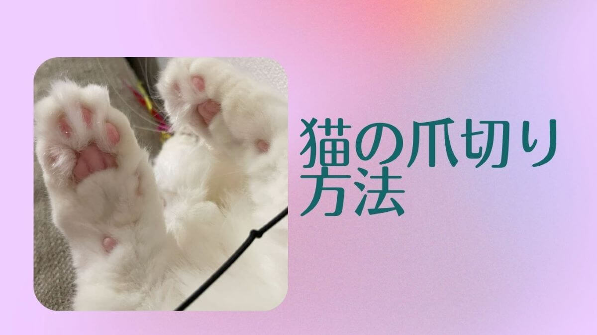 猫の爪切り方法アイキャッチ