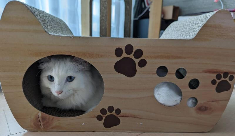 爪とぎ器の中に入る白猫